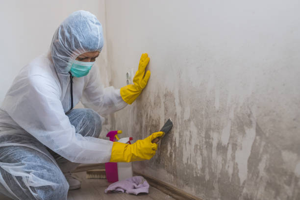 Best Industrial Mold Remediation  in Cottonwood Heights, UT