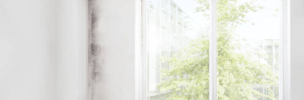 Best Basement Mold Removal  in Cottonwood Heights, UT