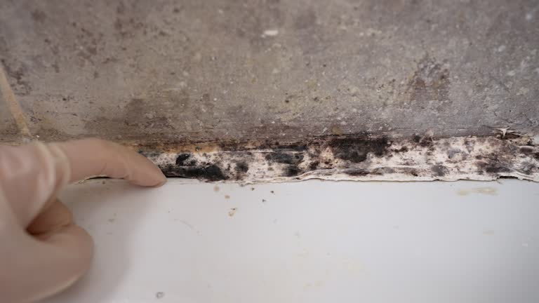 Best Forensic Mold Investigation  in Cottonwood Heights, UT